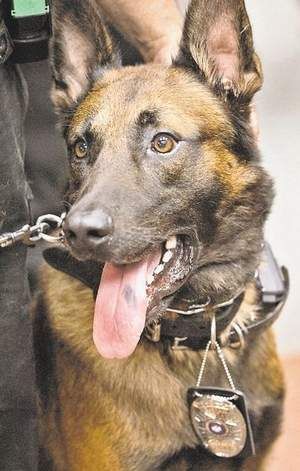 Click to Enlarge Arko Click to Enlarge Arko